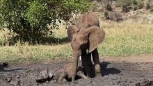 Baby Elephant Stuck in the Mud.