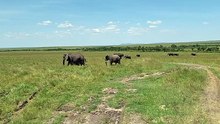 Herds of elephants are seen in the vast Savannah.