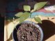 Homegrown Jalapeño Chillie Seedlings
