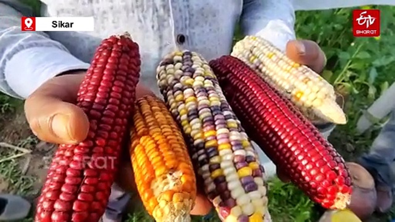 Sikar Farmer Innovates To Develop Multicoloured Corn That Is High In Nutrients And Antioxidants