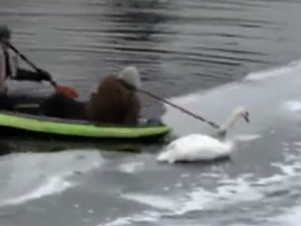 Mit Kanu und Hammer: Passanten befreien festgefrorenen Schwan