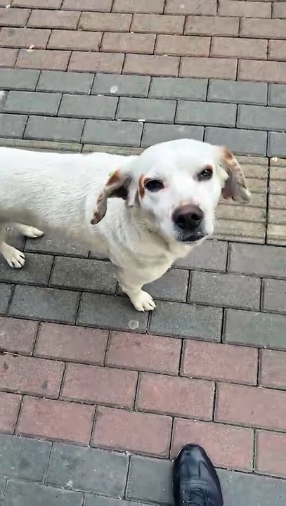 A cute dog with a beautiful smile