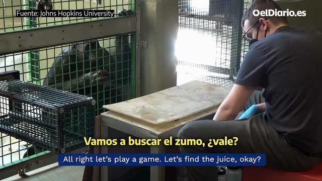 Los simios comparten la capacidad de imaginar