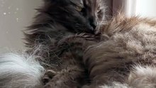 "I Am Beautiful And I Know It" :) #cat #beautiful #funny #beauty