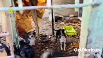 La Guardia Civil rescató a más de cien animales víctimas de abandono y maltrato durante 2025 en Zaragoza