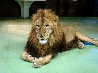 Maruyama zoo lion sapporo janvier 2008