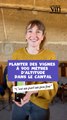 “C’est un pari un peu fou” : planter des vignes  à 900 mètres  d’altitude dans le cantal