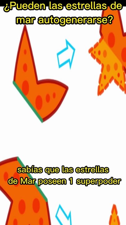 ¿Pueden las estrellas de mar autogenerarse?#CienciaCuriosa #VidaMarina #NaturalezaIncreible