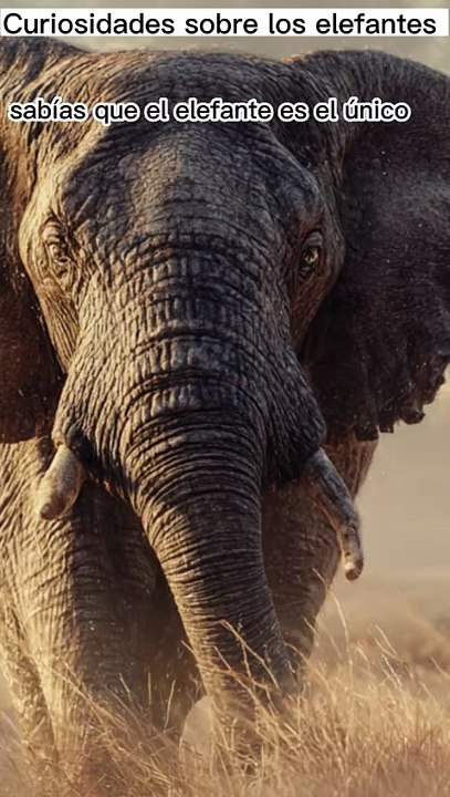 Sabias que el elefante es el unico animal incapaz de saltar#Curiosidade#NaturalezaSorprendenteElefantessAnimales