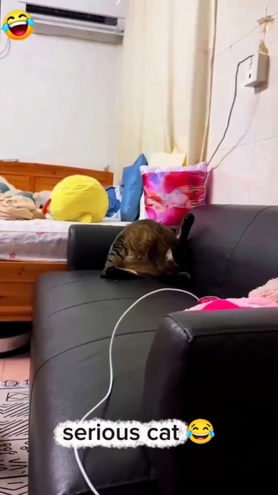 The cat got really angry