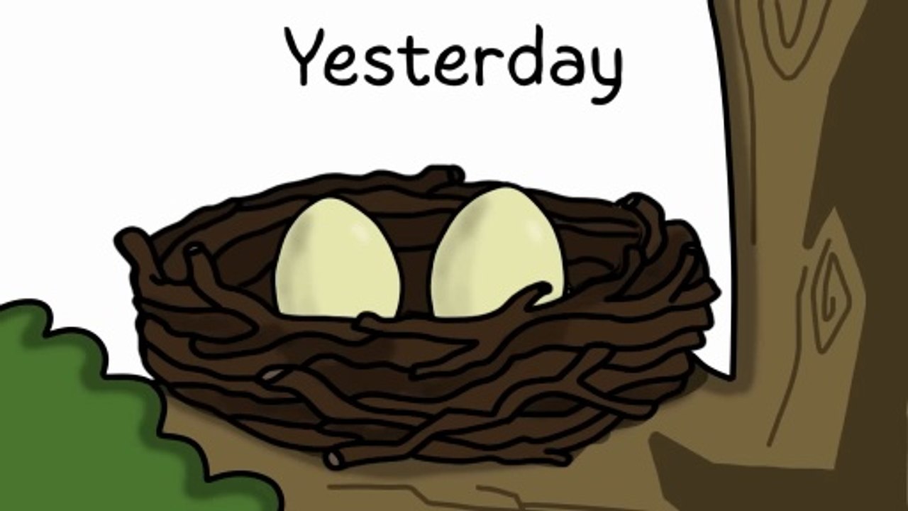 Why it Sucks To Be Born As a Harpy Eagle