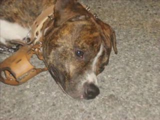 BABY ZEUS DIAPORAMAS MUSICAL