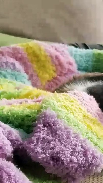 Elsie's so comfy that she's practically melted into the chair...! | #SparklegleamFarm #Elsie #farm #LadyChunkerella #cat #catlife #cute