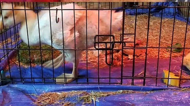 A couple more snaps from Tooey and Lemongrab's first meeting. | #SparklegleamFarm #Tooey #Lemongrab #homestead #goose #farmanimals #UNACCEPTABLE #cute