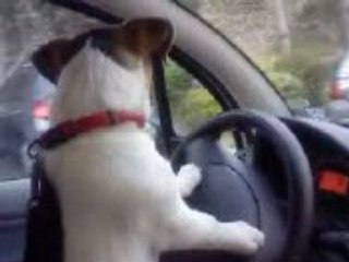 jack russell conduite