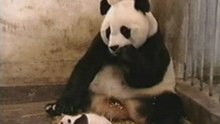 Sneezing Panda