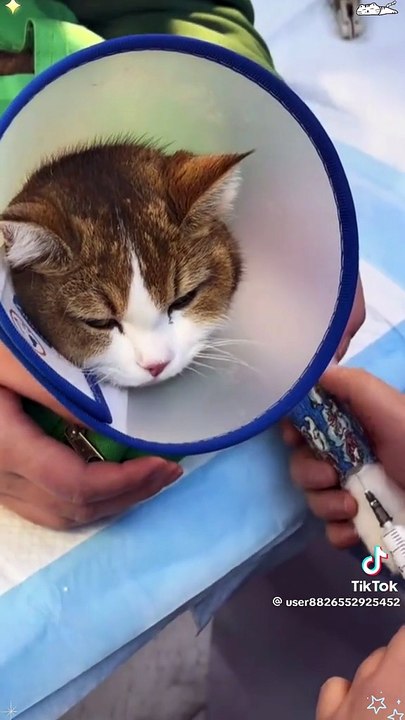 Katzen beim Tierarzt