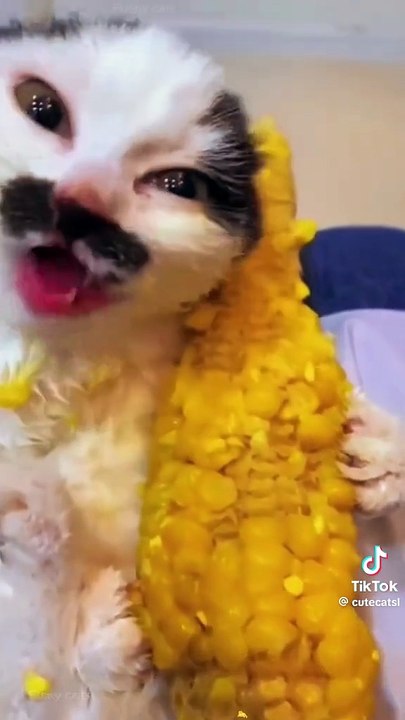 Fütterung der raubtiere