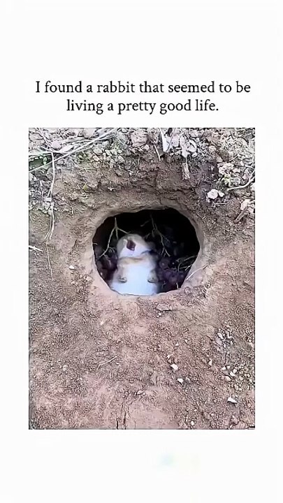 I found a rabbit that seemed to be living a pretty good life. 😂🥹