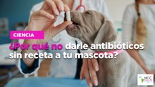 ¿Por qué no darle antibióticos sin receta a tu mascota?
