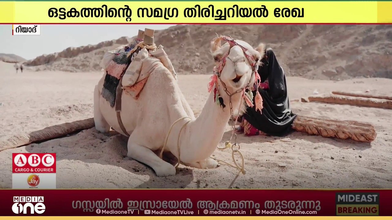 ഒട്ടകങ്ങൾക്കായി പ്രത്യേക പാസ്പോർട്ട് പുറത്തിറക്കാനൊരുങ്ങി സൗദി അറേബ്യ...