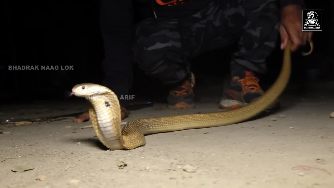 A snake was hidden inside the soil. When a man dug the soil, a cobra snake came out from inside.