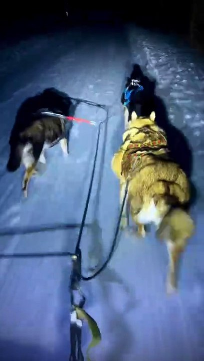 ❄️🐕🐕🐕🛷☃️ Sledding with my babies February 3, 2026