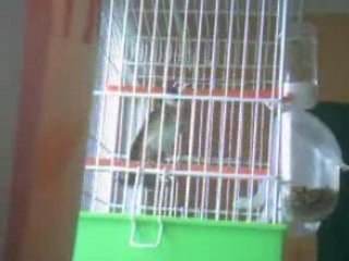 Chardonneret d algerie setif