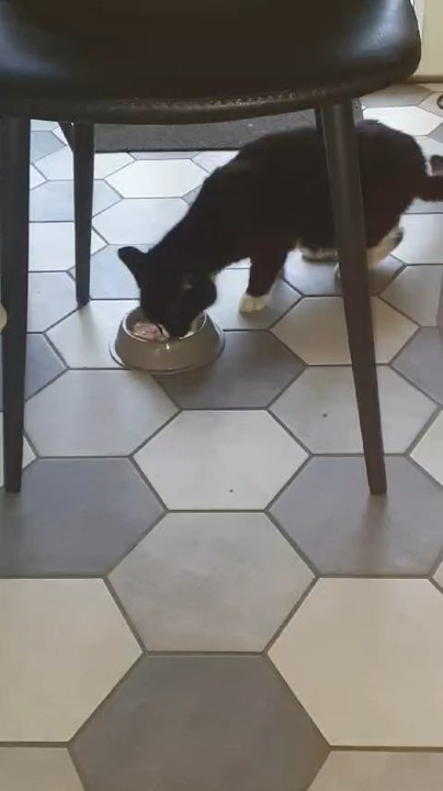 Moumounee