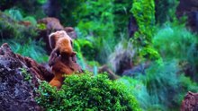 WILDLIFE COMPILATION