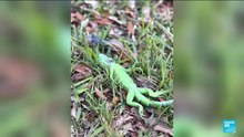 Iguanas fall from trees in Florida as icy weather bites southern US