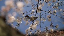 (2022.5)京都人の密(ひそ)かな愉(たの)しみ Blue 修業中「門出の桜」 720p HDTV x264 AAC-GulB