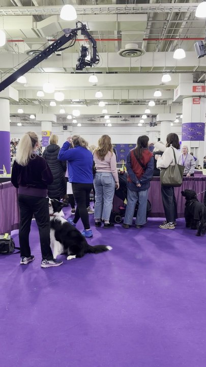 Behind the scenes prep at Westminster Dog Show