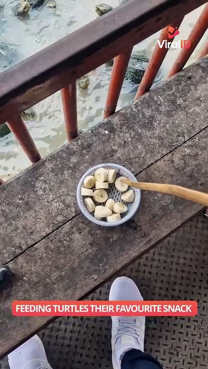 Feeding a Turtle With a Stick While It Swims 🐢 || ViralID