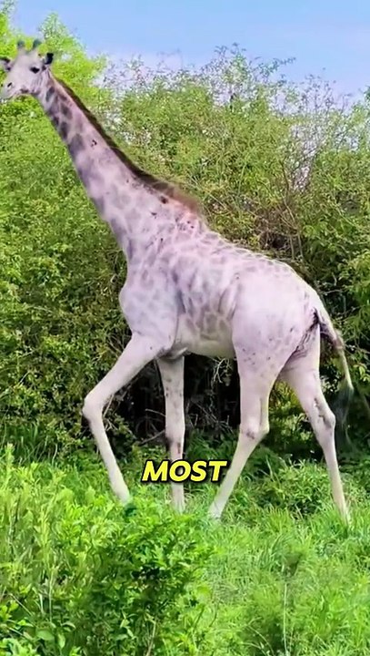 Have you seen this animal before?