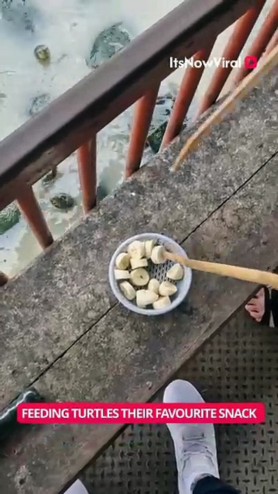 Turtle Gets Fed With a Stick While Swimming 🐢 #ITSNOWVIRAL