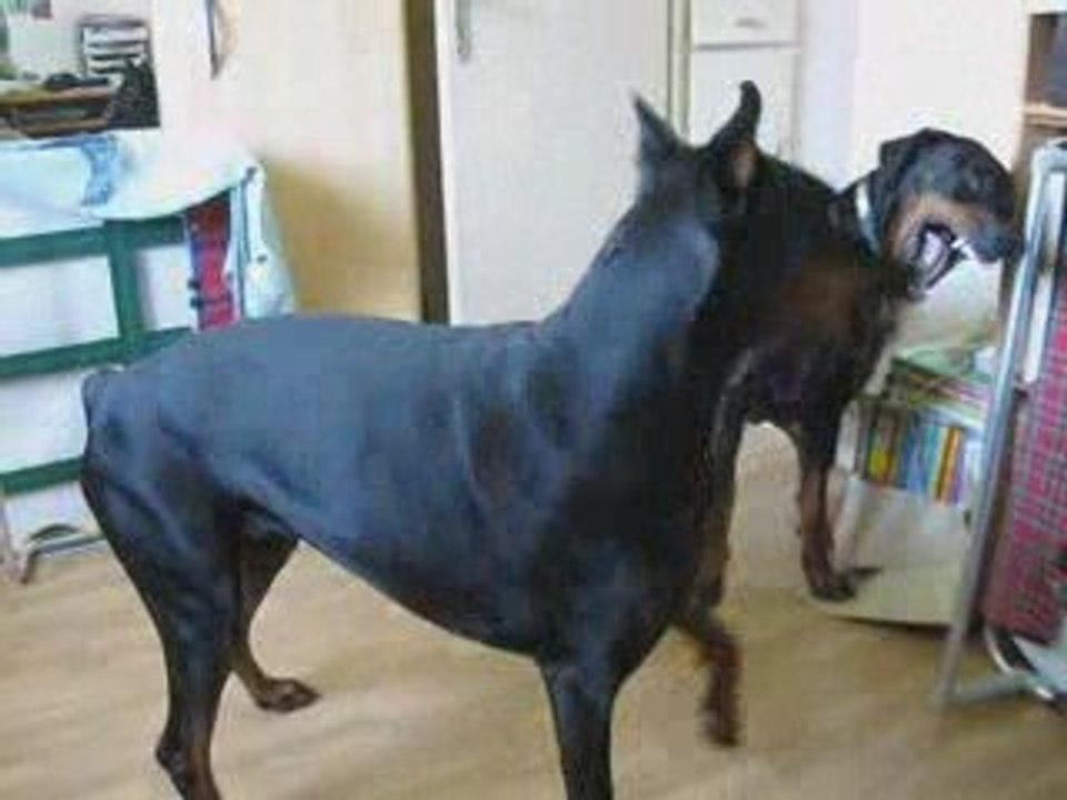 urka daicko jeux