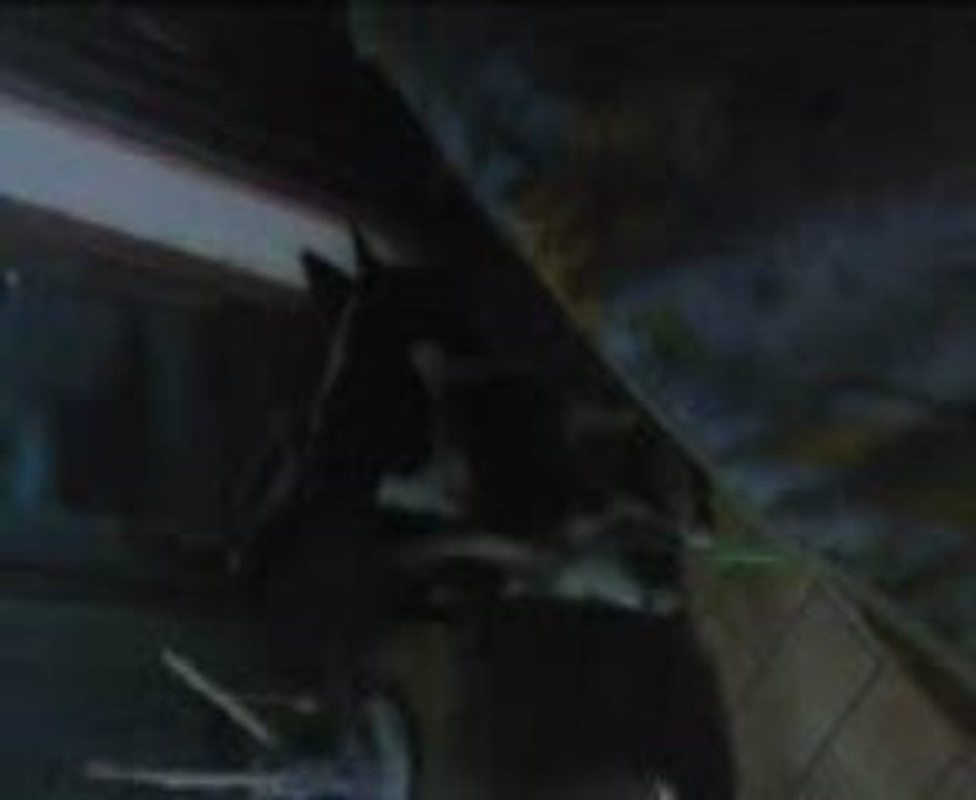 simba/ et le chat de la voisine