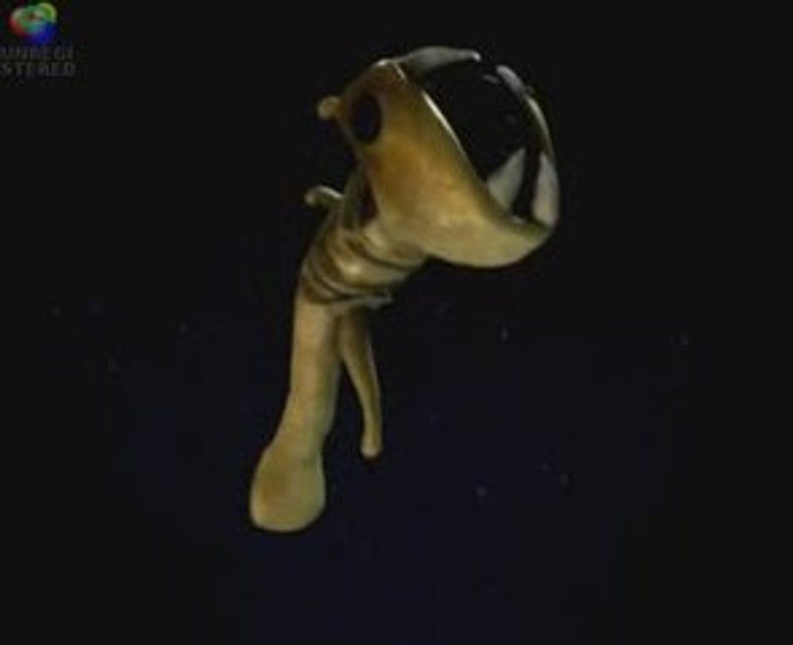 Singing Squid
