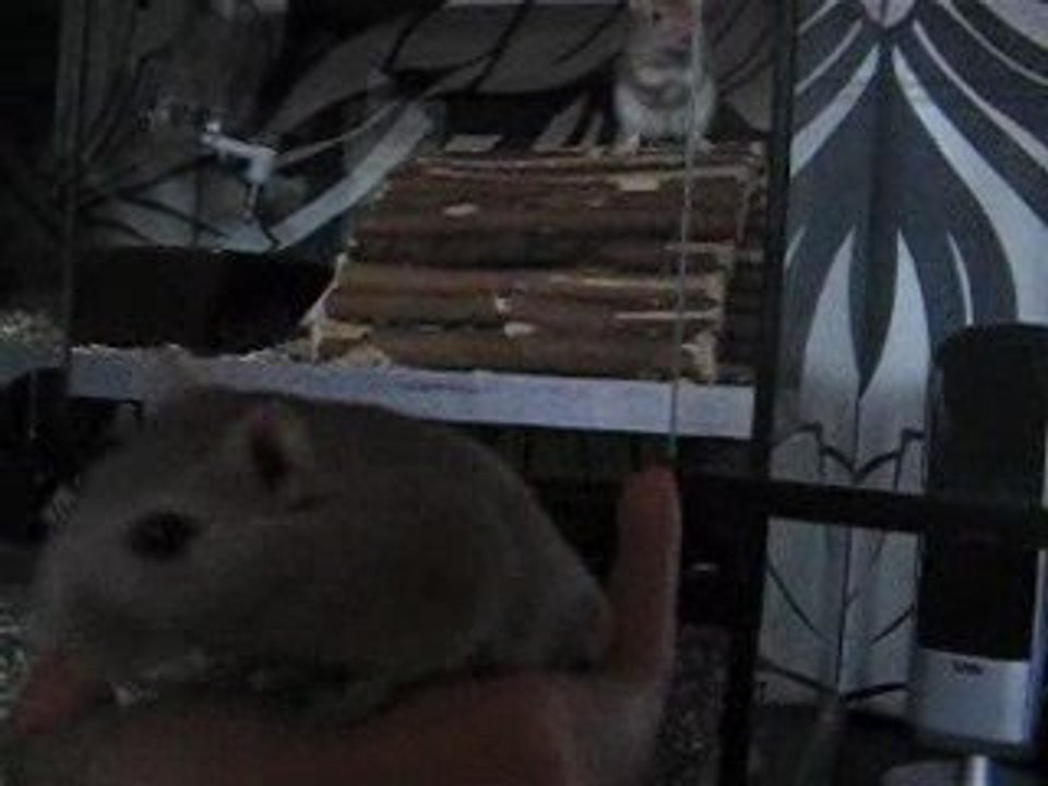 Apprivoisement -gerbilles