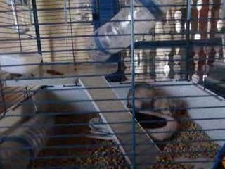 Furet dans tout ses etats