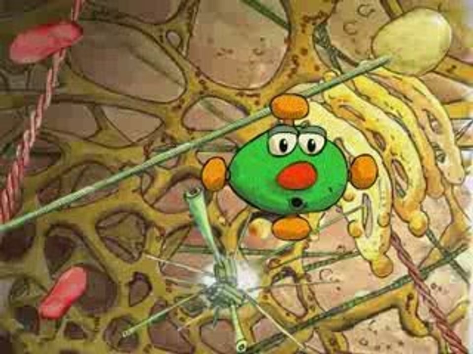 Marius explore la cellule