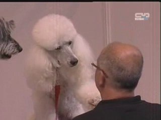 للكلاب نصيب من مسابقات سوبر ستار