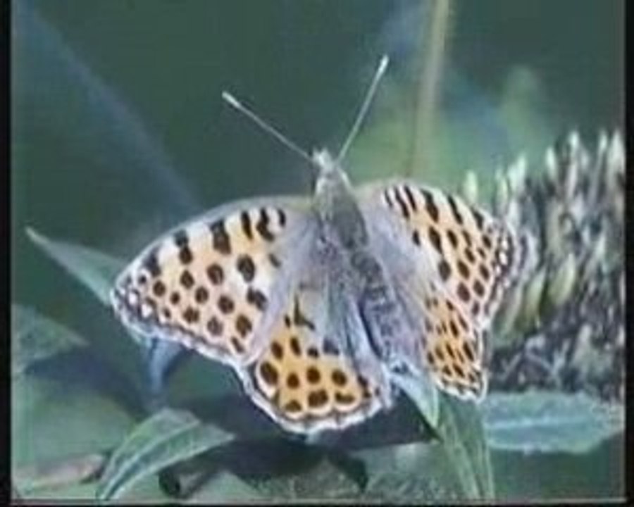 Le papillon et Sammy (JM Augy)