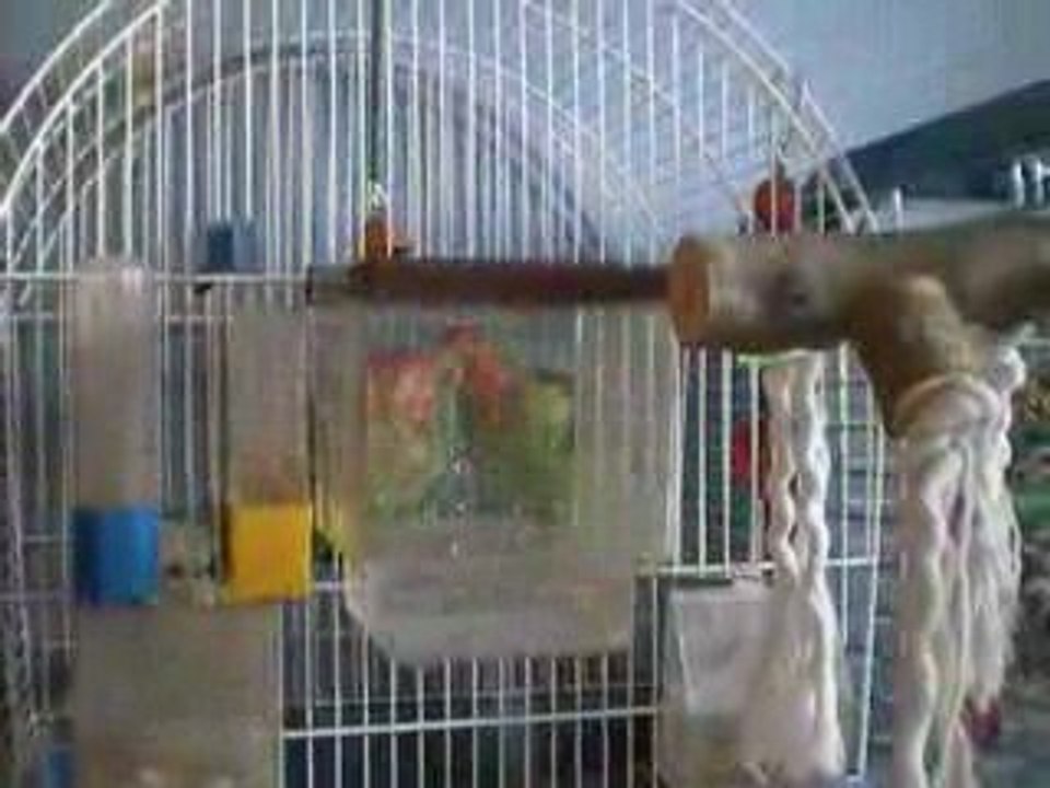 Pistache et Pépite au bain