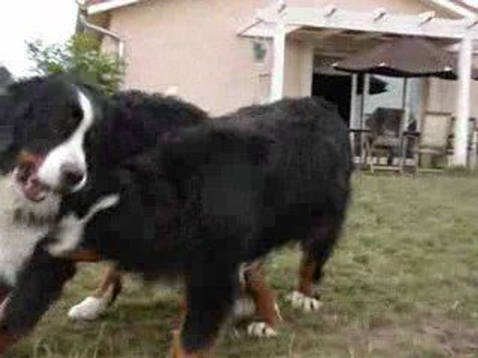 Eyland bouvier bernois avec son baton ! bear et djazz