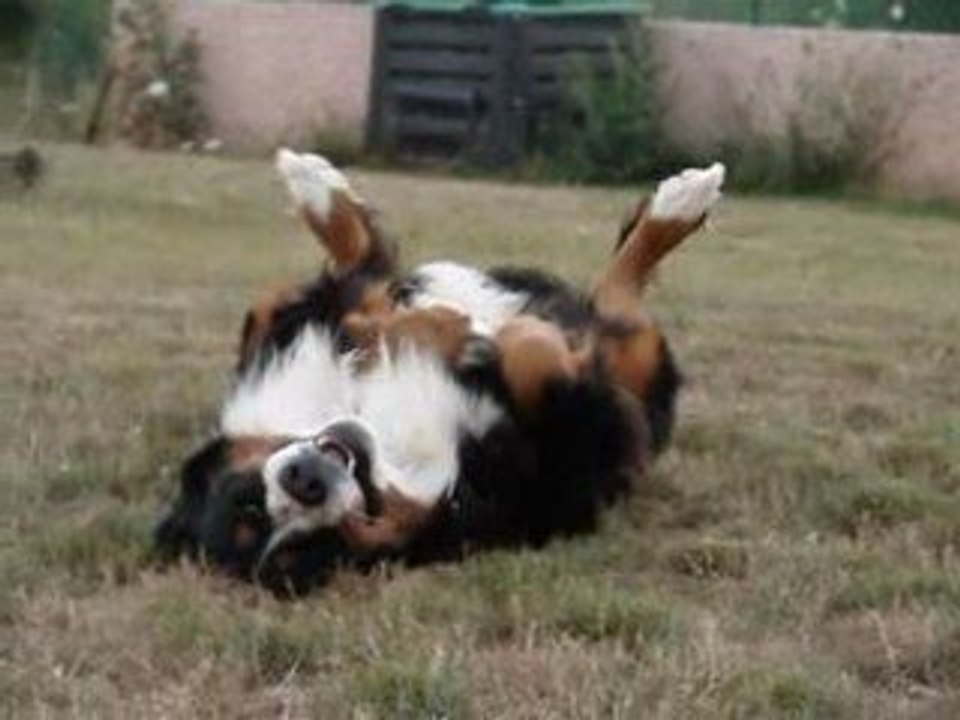 ceecee impassible face à l'attaque des petits bernois