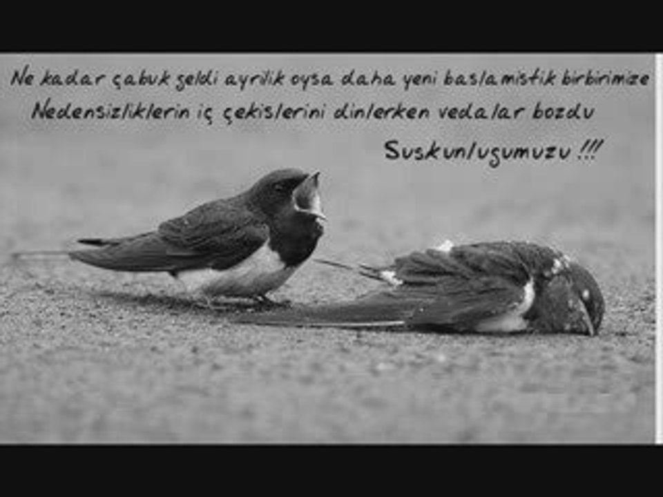 farid farjad-taghtam deh~ßy adogan~