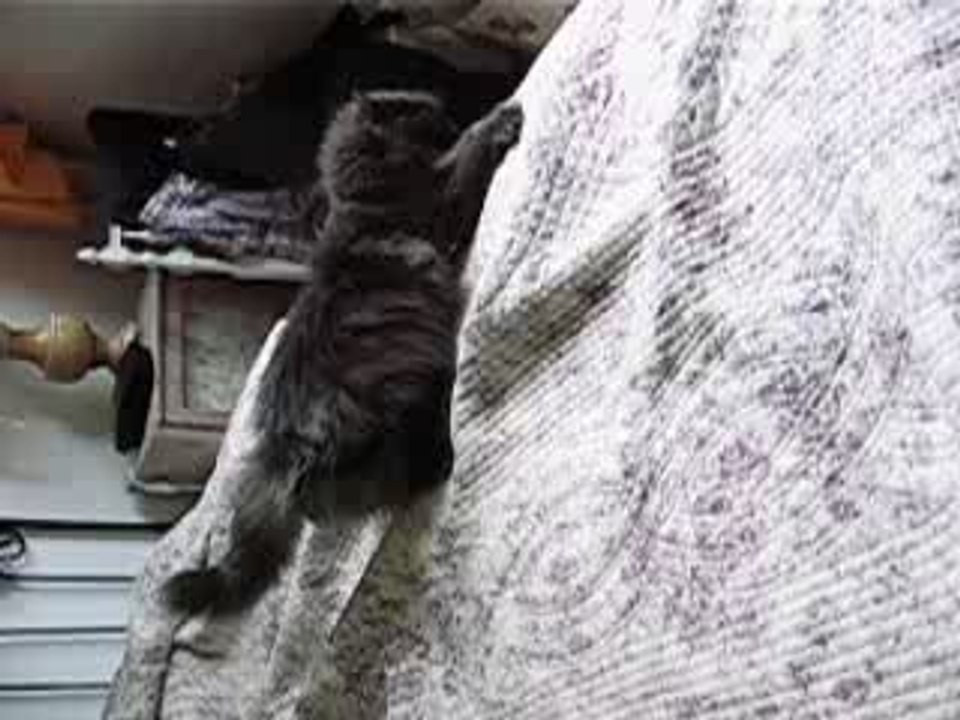 Chat ficelle