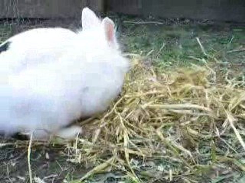 Chikita prépare son nid